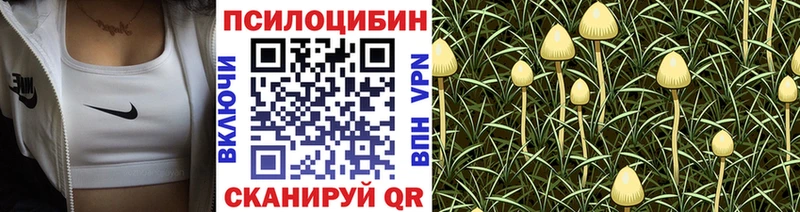 Псилоцибиновые грибы Psilocybe  Будённовск 